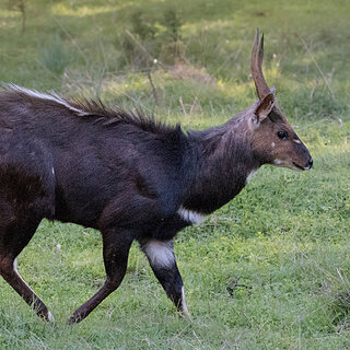 Bale Mountains - Dinsho - Menelik's bushbuck